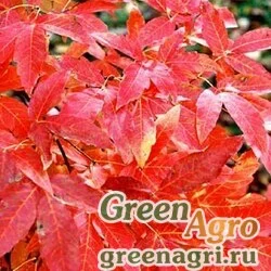 Семена Клен трехцветковый ( Acer triflorum) 30 гр.