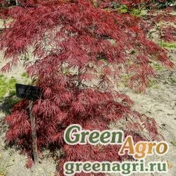 Семена Клен дланевидный ф. пурпурнолистный (Acer palmatum f. atropurpurea) 10 гр.