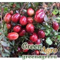 Семена Клюква крупноплодная (Vaccinium macrocarpum) "Piligrim" 2 гр.