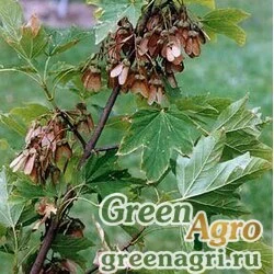Семена Клен дьявольский (Acer diabolicum) 4 г