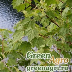 Семена Клен желтый (Acer ukurunduense) 30 г