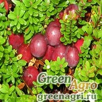 Семена Клюква крупноплодная (Vaccinium macrocarpum) "Franklin" 2 гр.