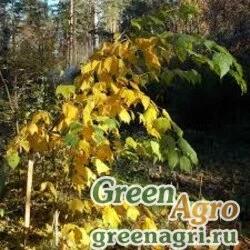 Семена Клен Гроссера (Acer grosseri) 25 гр.