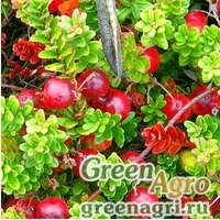 Семена Клюква крупноплодная (Vaccinium macrocarpum) "McFarlin" 2 гр.