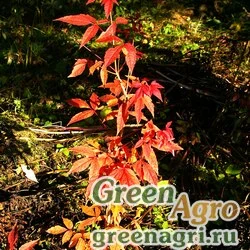 Семена Клен манчжурский (Acer mandshuricum) 40 г