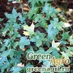 Семена Клен усеченный (Acer truncatum) 50 гр.