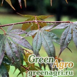 Семена Клен ложнозибольдов (Acer pseudosieboldianum) 40 гр.
