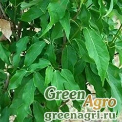 Семена Клен коричнолистный (Acer cinnamomifolium) 40 г