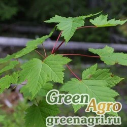Семена Клен голый Дугласа (Acer glabrum douglasii) 40 г