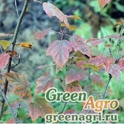 Семена Клен Гиннала/приречный (Acer ginnala) 100 гр.