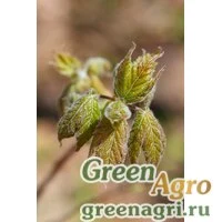 Семена Клен бородатый (Acer barbinerve) 40 г