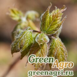 Семена Клен бородатый (Acer barbinerve) 40 г