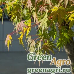 Клен дланевидный (Acer palmatum) "мелкие семена" 12 гр