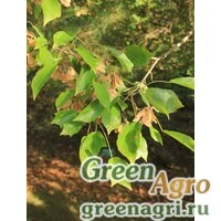 Семена Клен Бургера (Acer buergerianum) 50 гр.