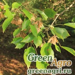 Семена Клен Бургера (Acer buergerianum) 50 гр.