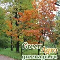 Семена Клен Ширасавы (Acer shirazawanum) 1,5 г