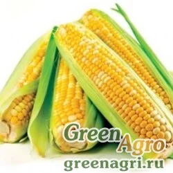 Семена Кукуруза, ДКС 3623, 1 п.е., Monsanto