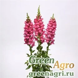 Семена Львиный зев (Антирринум) большой (Antirrhinum majus) "Early potomac f1" (early rose) Raw 1000 шт.