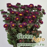 Семена Астра Мацумото Блю 1000шт