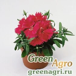 Семена Гвоздика китайская (Dianthus chinensis) "Diana F1" (rose shades) raw 100 шт.