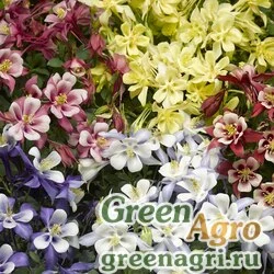 Семена Аквилегия голубая (Aquilegia caerulea) "Kirigami F1" (mix) raw 1000 шт.