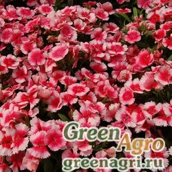 Семена Гвоздика гибридная (Dianthus hybrida) "Chiba F1" (strawberry) raw 100 шт.
