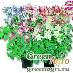 Семена Аквилегия Мьюзик Микс 100шт