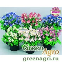 Семена Аквилегия Камео Микс 100шт
