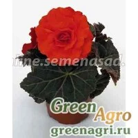 Семена Бегония клубневая Нонстоп Мокка Дип Оранж 100 драже