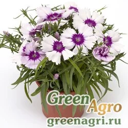 Семена Гвоздика китайская (Dianthus chinensis) "Venti Parfait F1" (blueberry) pelleted 1000 шт.