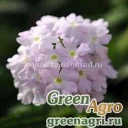 Семена Вербена Кварц Сильвер 100шт