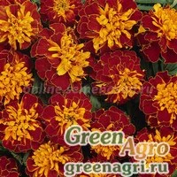 Семена Бархатцы отклоненные Бонанза Хармони 1000шт
