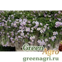 Семена Бакопа Блютопия 100драже
