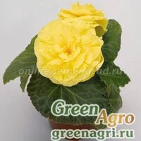 Семена Бегония клубневая Нонстоп Еллоу 1000драже