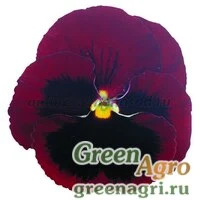 Семена Виола крупноцветковая Пауэр Ред виз Блотч 1000шт