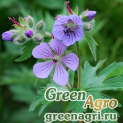 Семена Герань волосистоцветковая (Geranium erianthum) 2 г