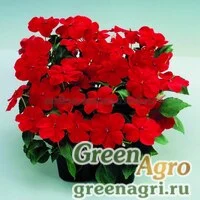 Семена Бальзамин Баланс Ред 1000шт