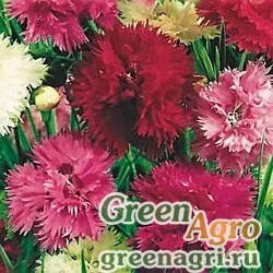 Семена Гвоздика китайская Геддевига (Dianthus chinensis heddewigii) "Gaiety" (mix) 40 г