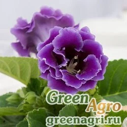Семена Глоксиния изящная (Sinningia speciosa) "Brocade F1" (blue) raw 1000 шт.