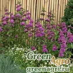 Монарда гибридная (Monarda hybrida) "Bergamo" (violet) Raw 1000 шт.