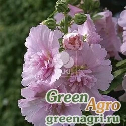 Мальва Штокроза розовая Alcea rosea annua Spring Celebrities Pink Raw 1000
