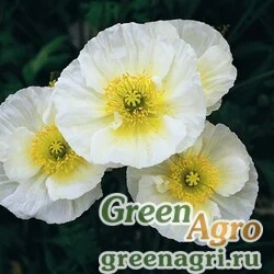 Мак голостебельный (Papaver nudicaule) "Pulchinella" (white) Raw 1000 шт.