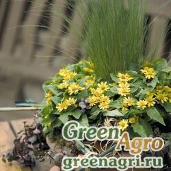Меламподиум болотный Melampodium paludosum Golden Globe Golden Raw 1000