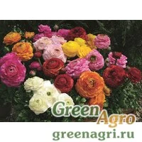 Семена Лютик азиатский (Ranunculus asiaticus) "Magic F1" (mix) pelleted 1000 шт.