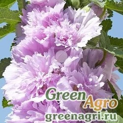Мальва Штокроза розовая Alcea rosea annua Spring Celebrities Lilac Raw 1000