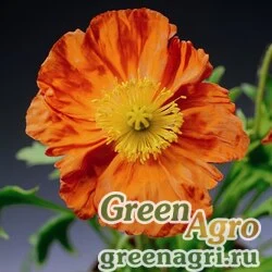 Семена Мак голостебельный (Papaver nudicaule) "Pulchinella" (orange) Raw 1000 шт.