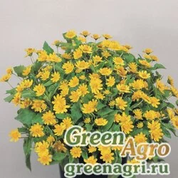 Меламподиум болотный Melampodium paludosum Derby Golden Raw 1000