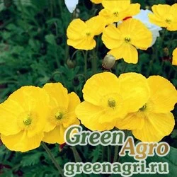 Мак голостебельный (Papaver nudicaule) "PULCHINELLA" (YELLOW) Raw 1000 шт.