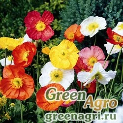 Мак голостебельный (Papaver nudicaule) "Pulchinella" (mixed) raw 1000 шт.