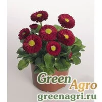 Семена Маргаритка многолетняя (Bellis perennis) "Speedstar" (carmine) raw Произв. 1000 шт.